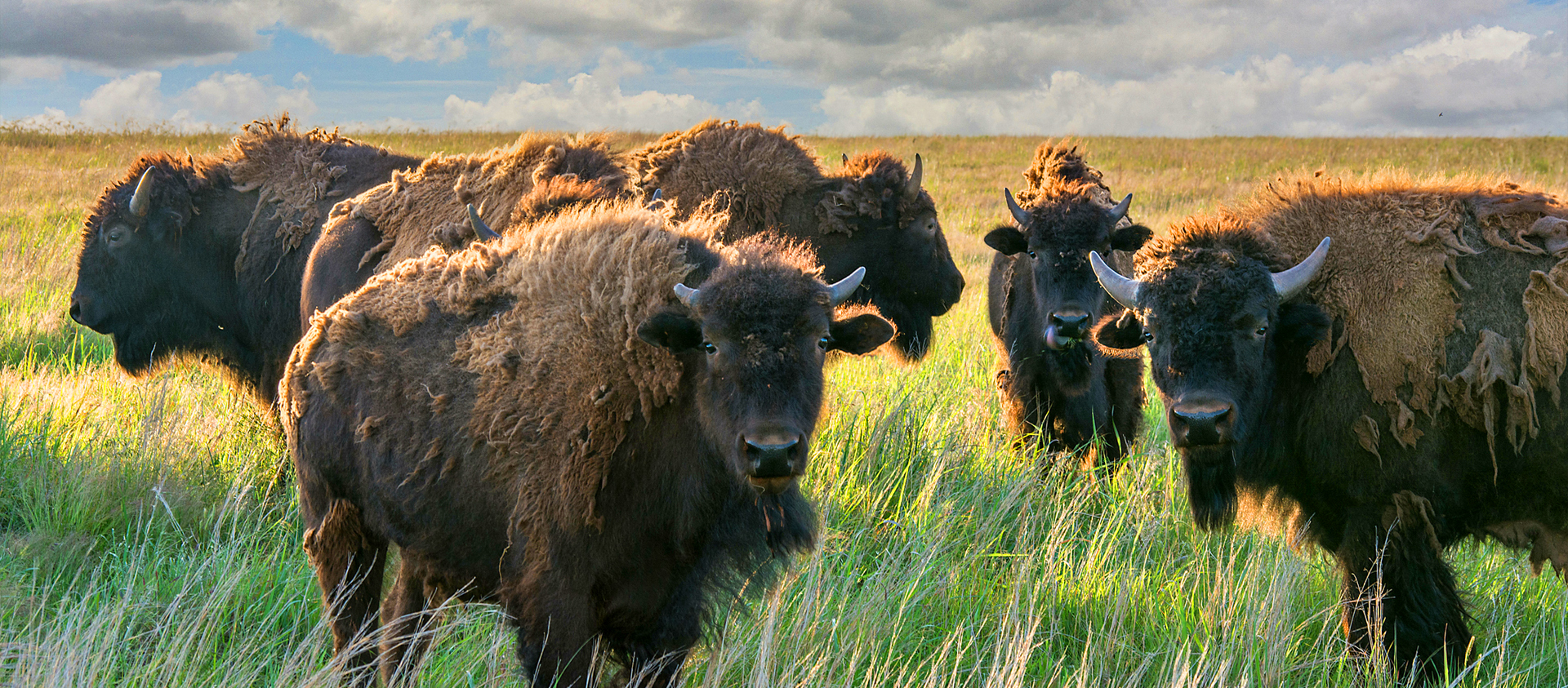 Bison on the Tallgrass Prairie Preserve in Osage County, Oklahoma